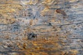 Drops on the varnished wooden oak surface