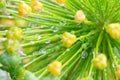 Drops of water on Allium stipitatum (Mount Everest) Royalty Free Stock Photo