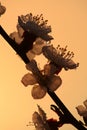 Drops of water on apricot flowers. Spring flowers at sunrise. White flowers in drops of dew Royalty Free Stock Photo