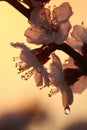 Drops of water on apricot flowers. Spring flowers at sunrise. White flowers in drops of dew Royalty Free Stock Photo