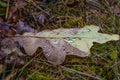 Drops of water on an autumn oak leaf lying lonely on the ground after rain in the forest Royalty Free Stock Photo