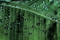 Drops of water on the background of a beautiful green banana leaf in a tropical rainy season Royalty Free Stock Photo