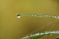 Drops of water on blade of grass