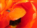 Drops of water on the blooming tulip Royalty Free Stock Photo