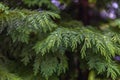 Drops of water on the branches of a Christmas tree after rain Royalty Free Stock Photo