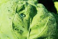 drops of water on a cabbage leaf Royalty Free Stock Photo