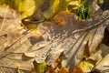 Drops of water close-up on a yellow dry autumn leaf on a blurred background of green and gray grass Royalty Free Stock Photo