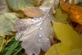 Drops of water close-up on a yellow dry autumn leaf on a blurred background of green, red grass Royalty Free Stock Photo