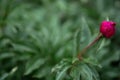 Drops of water on a crimson rose bud. Blurred background. Macro. Garden garden floriculture Royalty Free Stock Photo