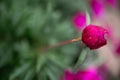 Drops of water on a crimson rose bud. Blurred background. Macro. Garden garden floriculture Royalty Free Stock Photo