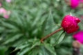 Drops of water on a crimson rose bud. Blurred background. Macro. Garden, garden floriculture Royalty Free Stock Photo