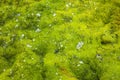 Drops of water and dew on green moss after rain Royalty Free Stock Photo