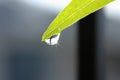 Water droplets are at the tip of the leaf. Royalty Free Stock Photo