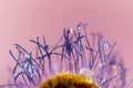 drops of water on dry petals blue daisy macro shooting, Royalty Free Stock Photo