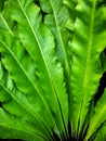 Drops of water on green leaves naturally Royalty Free Stock Photo