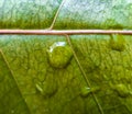 Drops of water are falling on the leaves and the light is being reflected Royalty Free Stock Photo