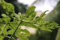 Drops of water falling from leaves of a papaya tree Royalty Free Stock Photo