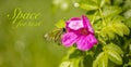 Drops of water on the flower of wild rose after a shower. Royalty Free Stock Photo