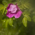 Drops of water on the flower of wild rose after a shower. sunny day toning. Royalty Free Stock Photo