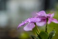 Drops of water on flowers