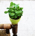 Drops of water on the fresh green leaves of the lemon plant in a small green vase