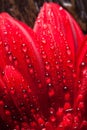 The drops of water on the gerber petal Royalty Free Stock Photo