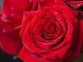 Drops of water glisten beautifully on the petals of a scarlet rose. Royalty Free Stock Photo