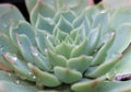 Drops of water glitter prettily on an echeveria plant Royalty Free Stock Photo