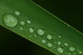 Drops of water on grass blade Royalty Free Stock Photo