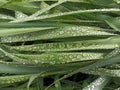 Drops of water on the grass close-up. Grass after rain. Raindrops on the grass. fresh background