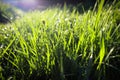 Drops of water on the grass, natural wallpaper, panoramic view, soft focus Royalty Free Stock Photo