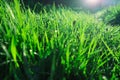 Drops of water on the grass, natural wallpaper, panoramic view, soft focus Royalty Free Stock Photo