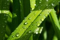 Drops of water on the grass, after a summer rain moisture condensed from the atmosphere that falls visibly in separate drops