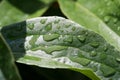 Drops of water on the grass, after a summer rain moisture condensed from the atmosphere that falls visibly in separate drops