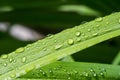 Drops of water on the grass, after a summer rain moisture condensed from the atmosphere that falls visibly in separate drops