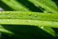 Drops of water on the grass, after a summer rain moisture condensed from the atmosphere that falls visibly in separate drops