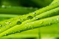 Drops of water on the grass, after a summer rain moisture condensed from the atmosphere that falls visibly in separate drops