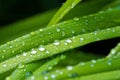 Drops of water on the grass, after a summer rain moisture condensed from the atmosphere that falls visibly in separate drops