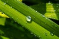 Drops of water on the grass, after a summer rain moisture condensed from the atmosphere that falls visibly in separate drops