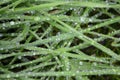 Drops of water on green grass. After the rain, greenery. On the lawn drops from morning dew. Lots of little drops on the