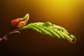 Drops of fresh water on a plant leaf under yellow sunlight. Macro photo. Royalty Free Stock Photo