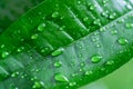 Drops of water on a green leaf of an orange tree. The freshness after the rain. Royalty Free Stock Photo