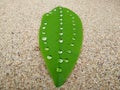 Drops of water on a green leaf on a sand background Royalty Free Stock Photo