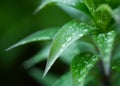 Drops of water on leaves