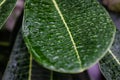 Drops of water on green leaves, .Rain water left on the frangipani leaves, Atmosphere after rain, Plumeria tree. In the rain Royalty Free Stock Photo