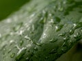 Drops of water on green leaves.soft focus Royalty Free Stock Photo