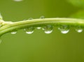 Drops of water hanging on the green stem of a flower after rain. Royalty Free Stock Photo