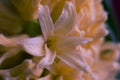 Drops of water on hyacinth flowers in a dark way. Macro photography Royalty Free Stock Photo