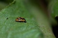 Drops of water on a ladybird Coccinella miranda. Royalty Free Stock Photo