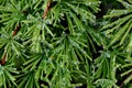 Drops of water on larch needles Royalty Free Stock Photo